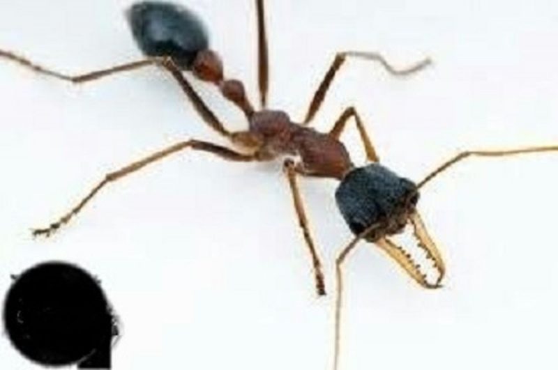 مورچه های آدمخوار