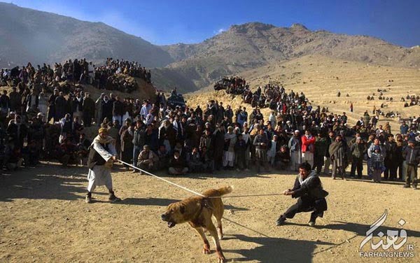 سگ جنگی افغانستان (10)