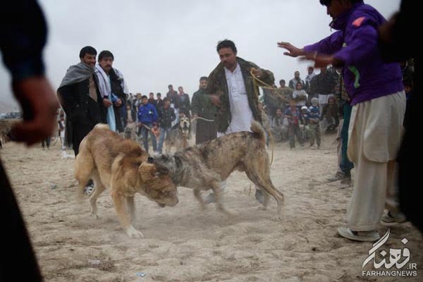 سگ جنگی افغانستان (11)