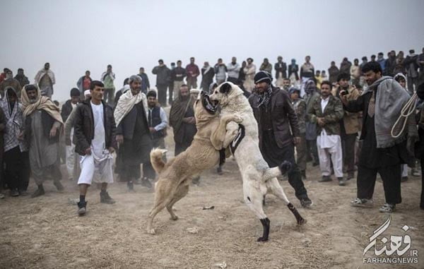 سگ جنگی افغانستان (13)