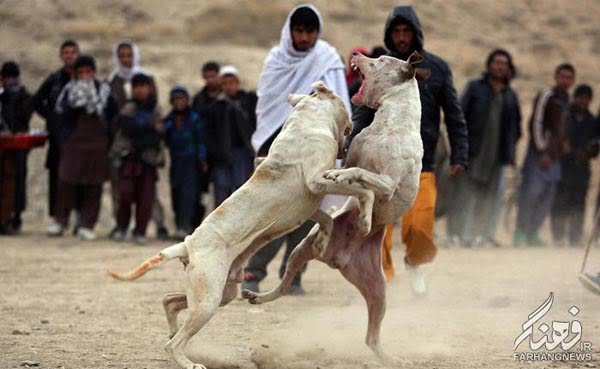 سگ جنگی افغانستان (3)