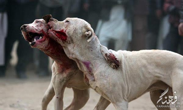 سگ جنگی افغانستان (4)