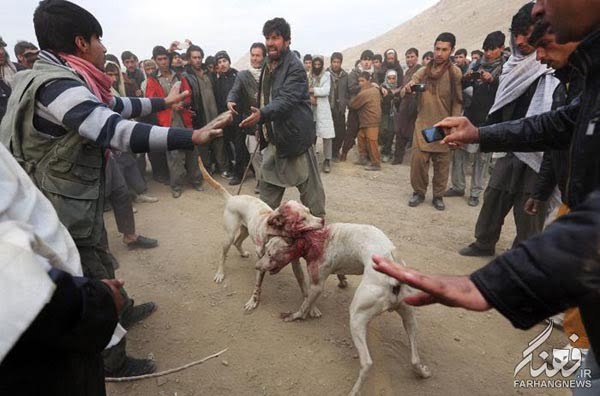 سگ جنگی افغانستان (5)