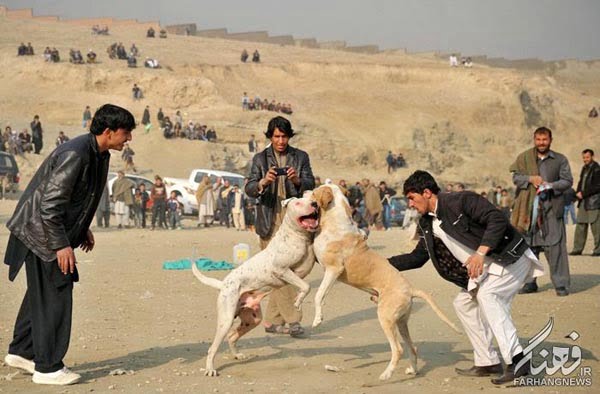 سگ جنگی افغانستان (8)