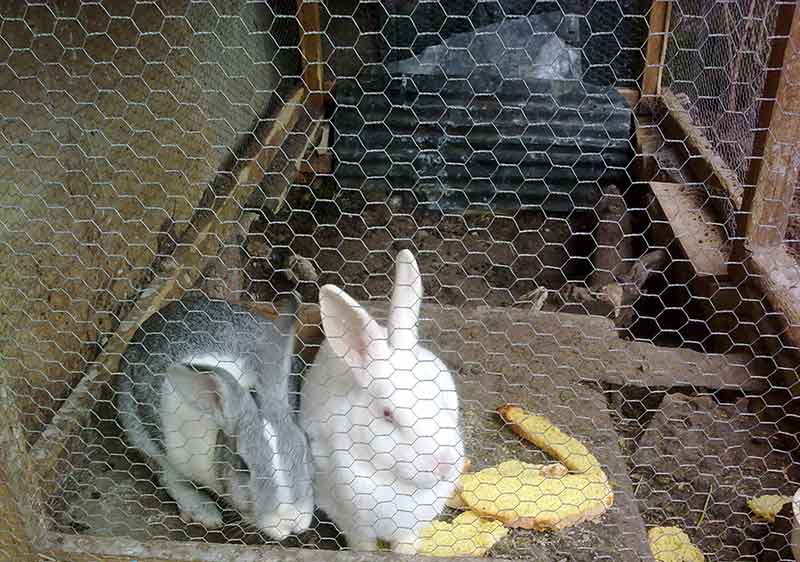 پرورش خرگوش در خانه