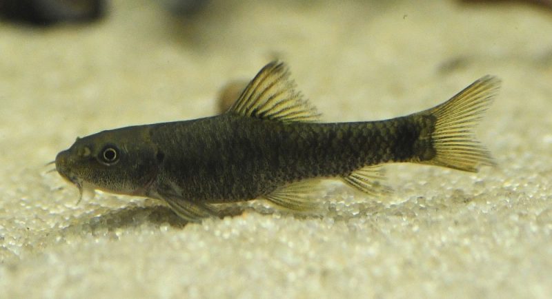 ماهی گاراروفا
